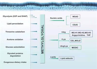 Role of the Glyoxalase System in Breast Cancer and Gynecological Cancer-Implications for Therapeutic Intervention: a Review